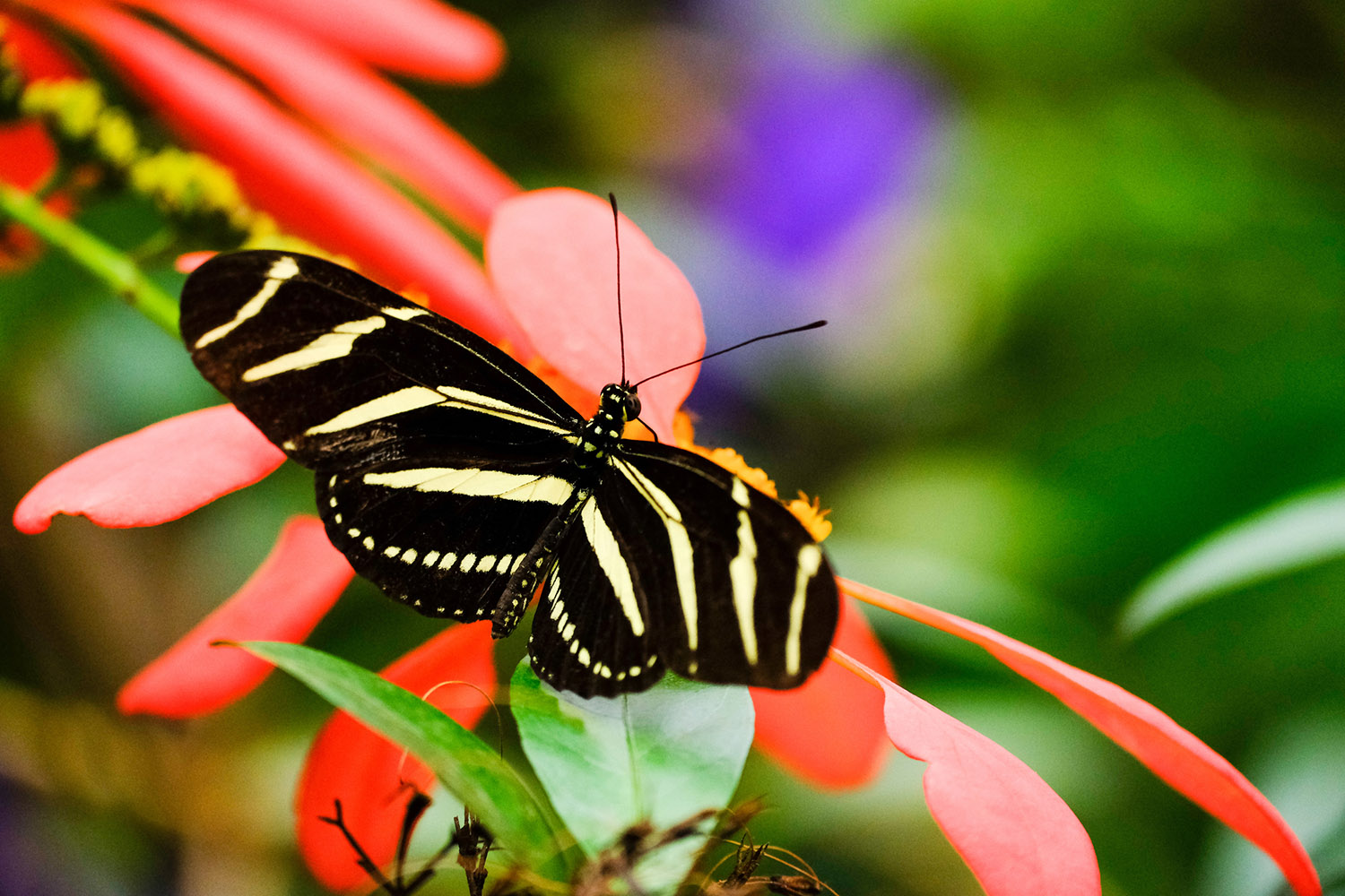 A zebra longwing butterfly feeding on a Flower with it's wings spread open
