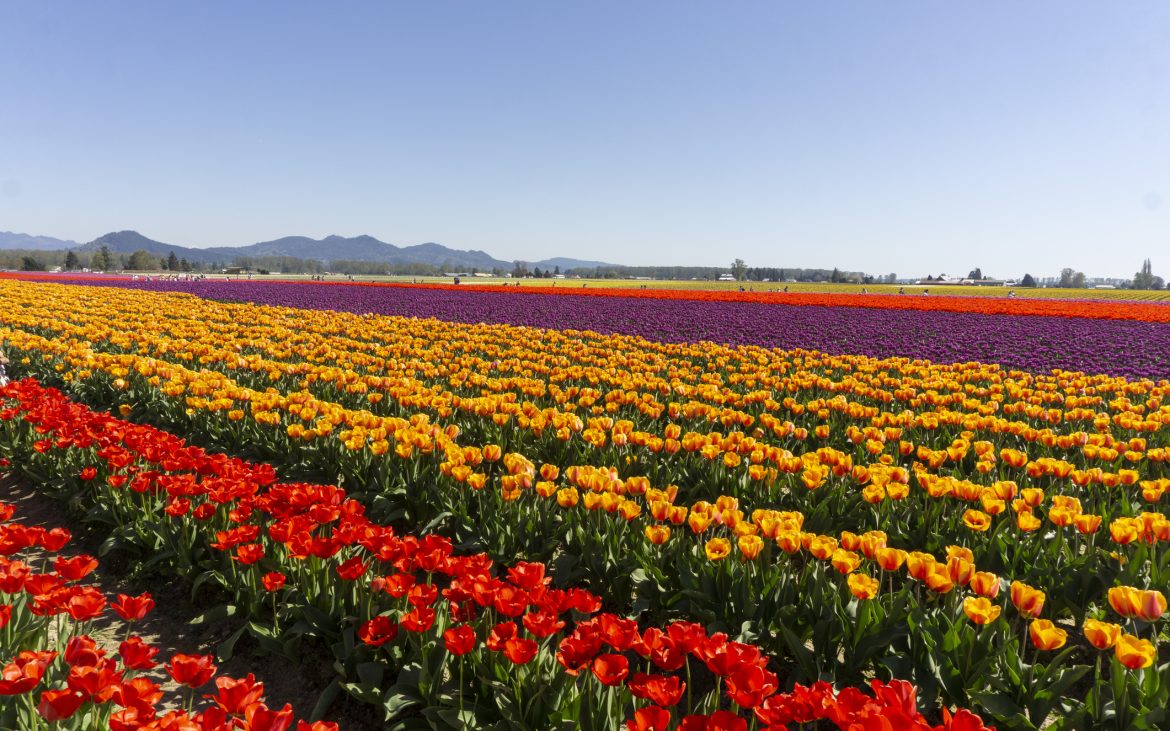 A colorful field of tulips under a blue sky.