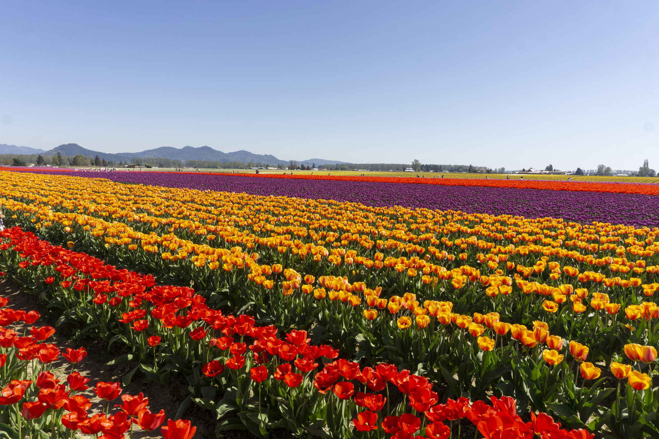 A colorful field of tulips under a blue sky.