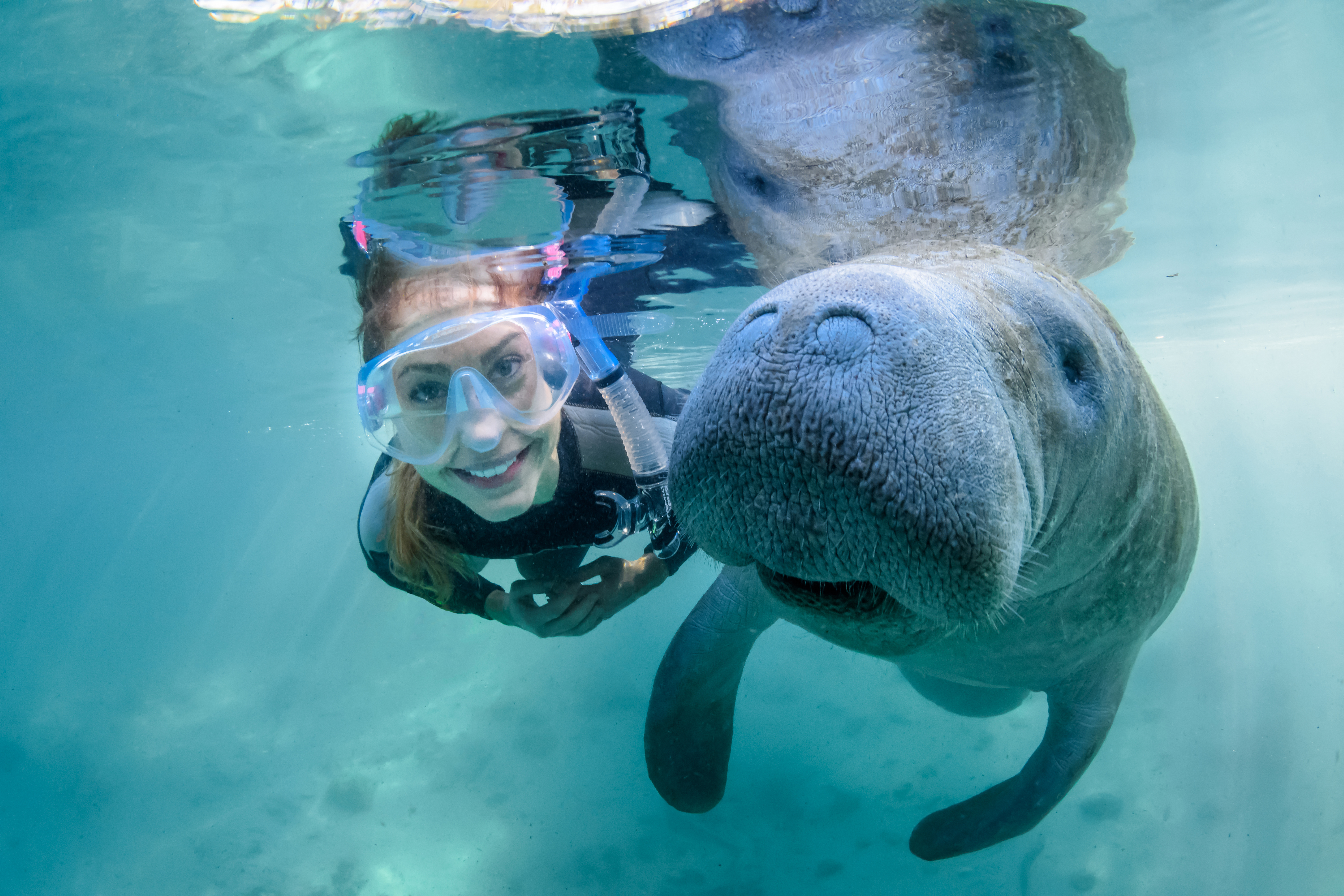 A woman in snorkeling gear swimming with a manatee.