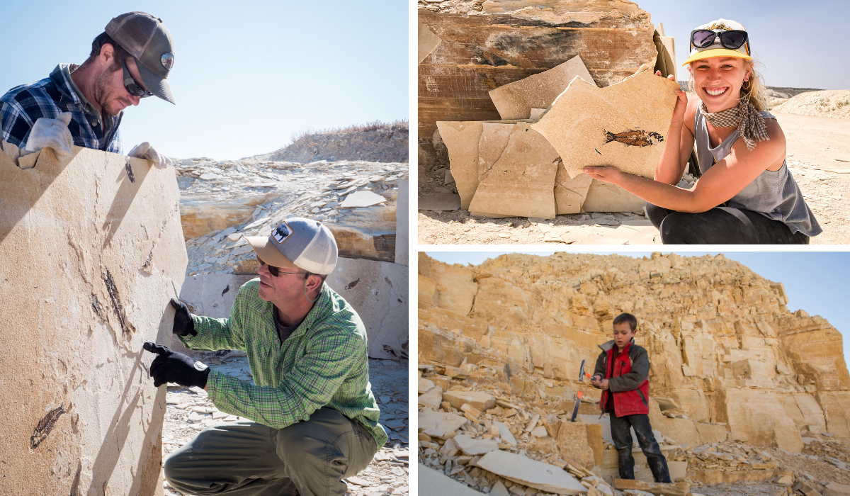 Three images depicting people discovering fossilized fish.