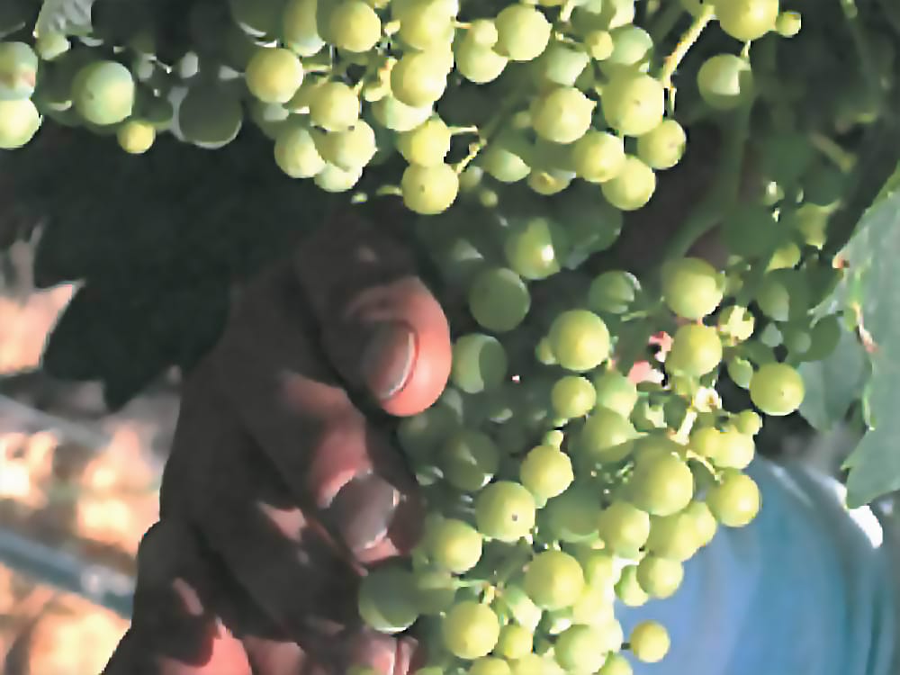 A hand clasps at a batch of grapes in a winery.