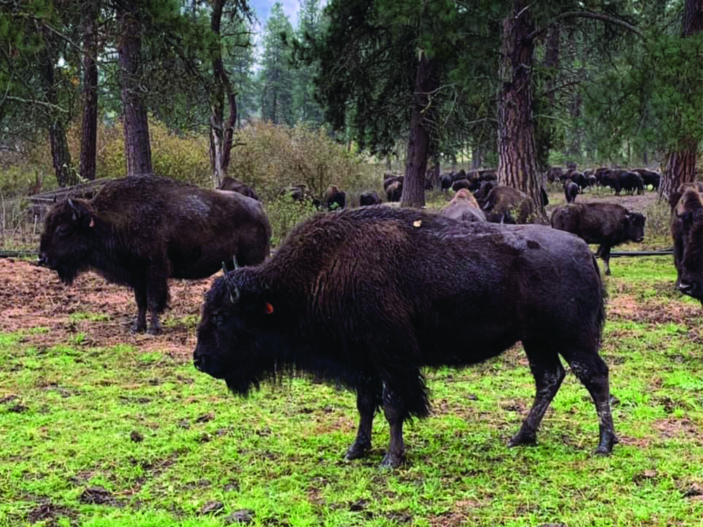 A herd of buffalo graze among fir trees.