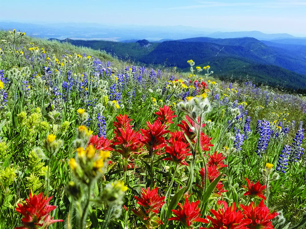 Vibrant, colorful wildflowers blanket a mountain slope