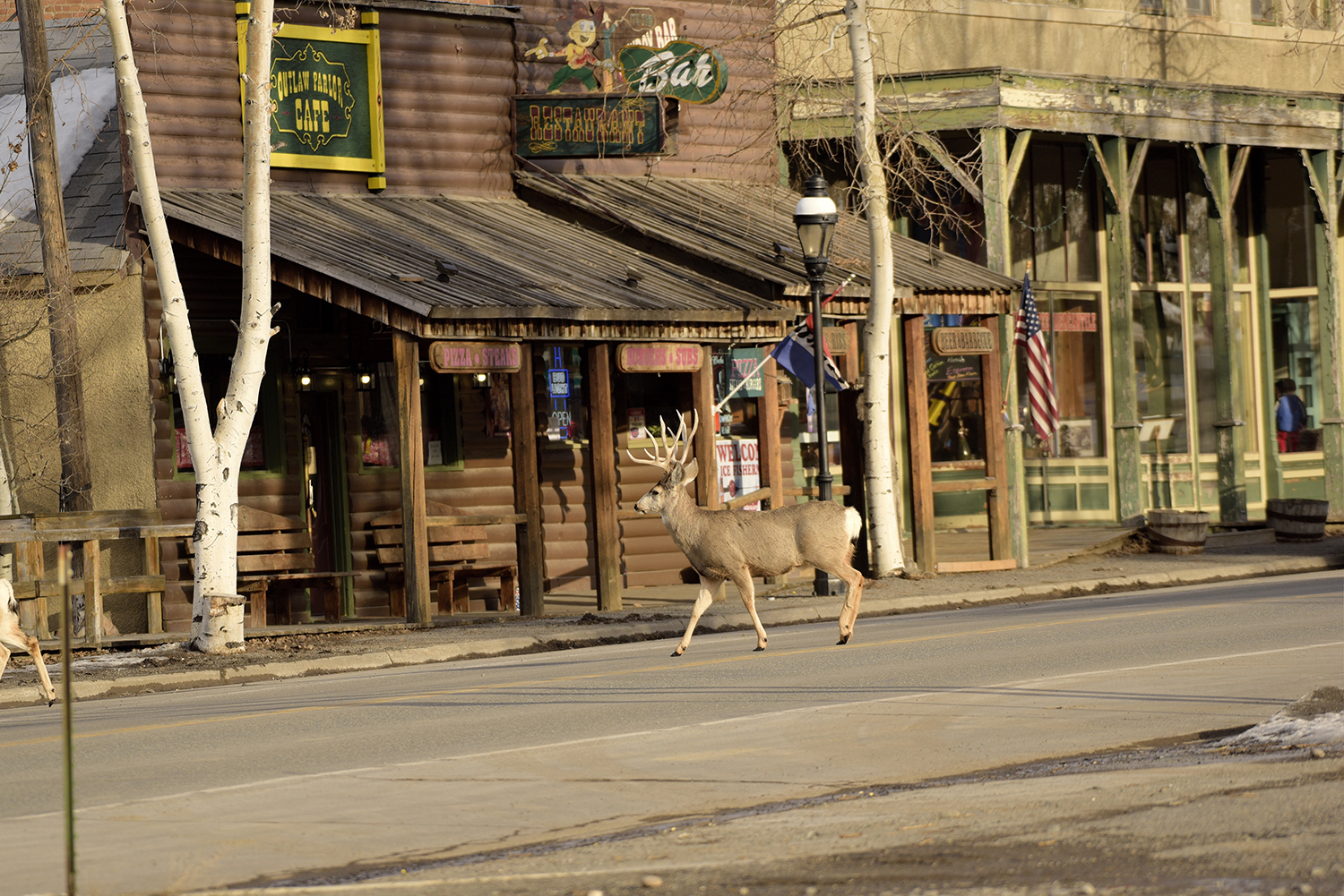 A deer wanders the streets of an 