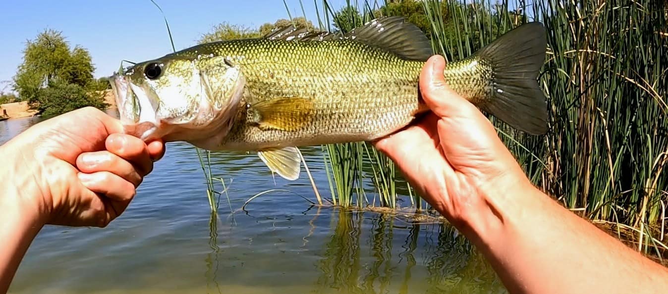 Hands holding smallmouth bass catch.
