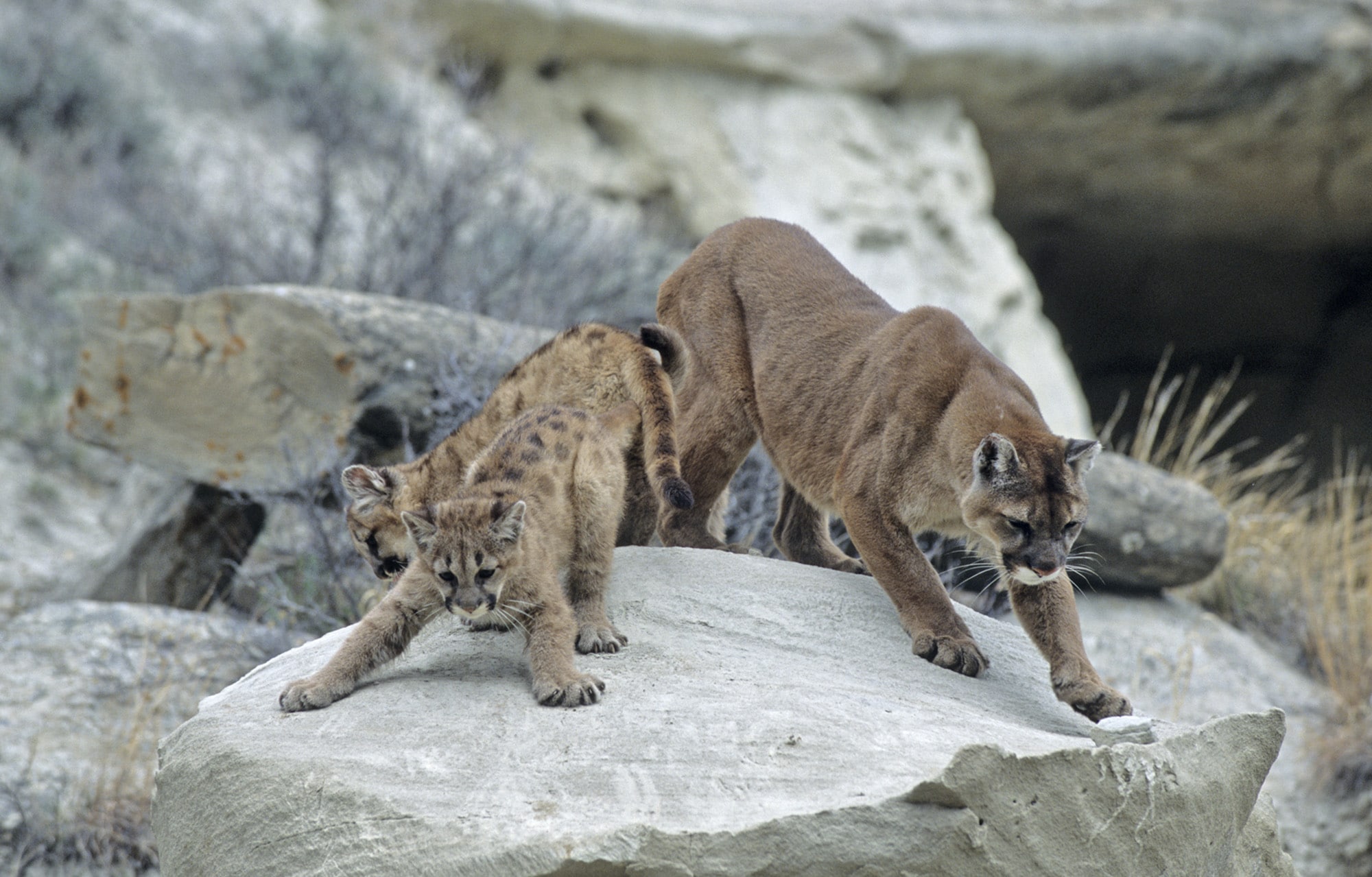 Cougar and kits in rocks in the badlands.
