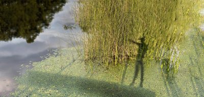 Shadow of an angler cast against some reeds and lily ponds.