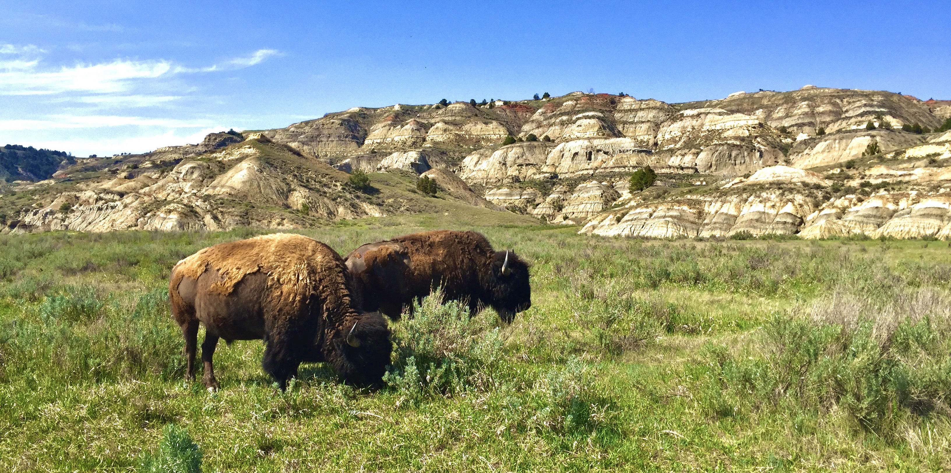 Bison grazing in a meadow.