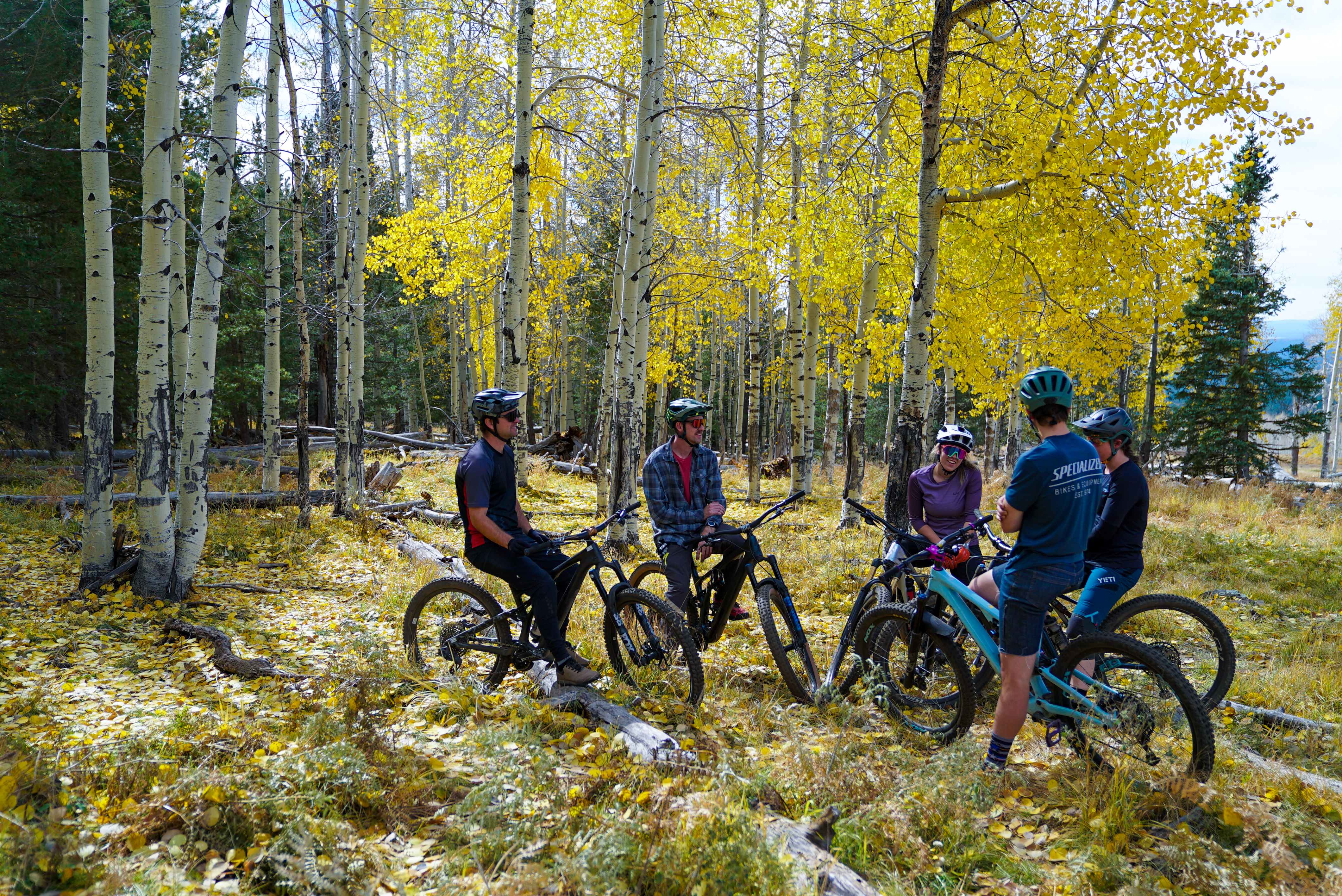 Cyclists gather in a forest of alder. 