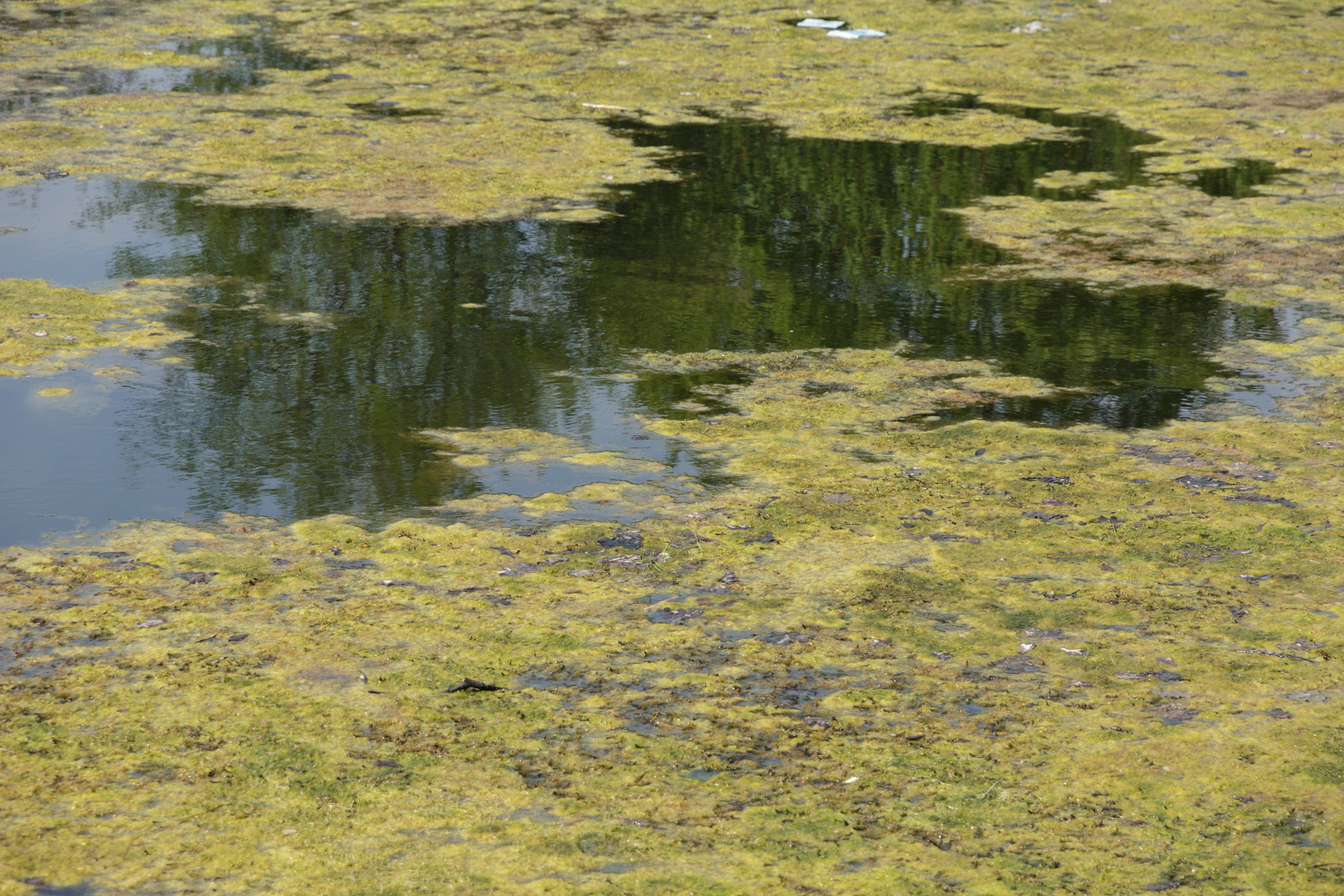 Algea-covered water.