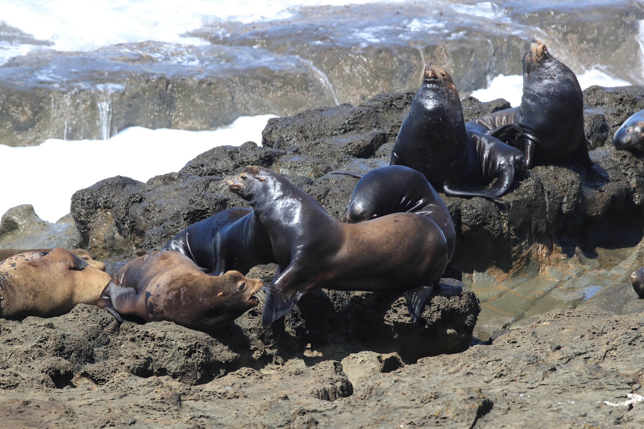 Sea lions resting on rocks.