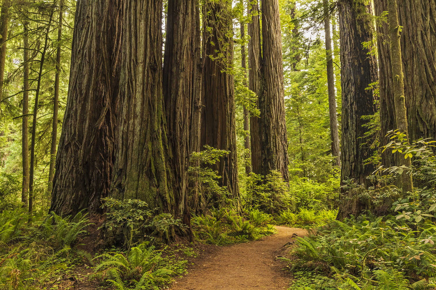 A path runs between giant redwood trunks