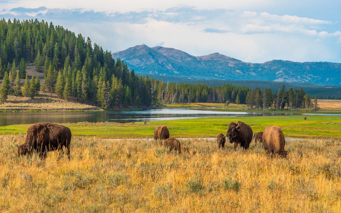 Buffalo grazing in field of tall golden grass.