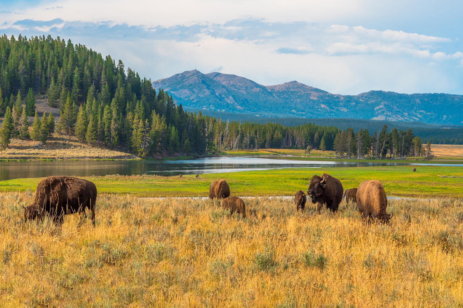 Buffalo grazing in field of tall golden grass.