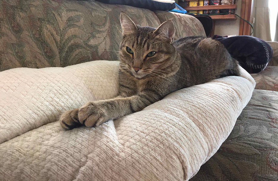 Cat relaxing on a couch.