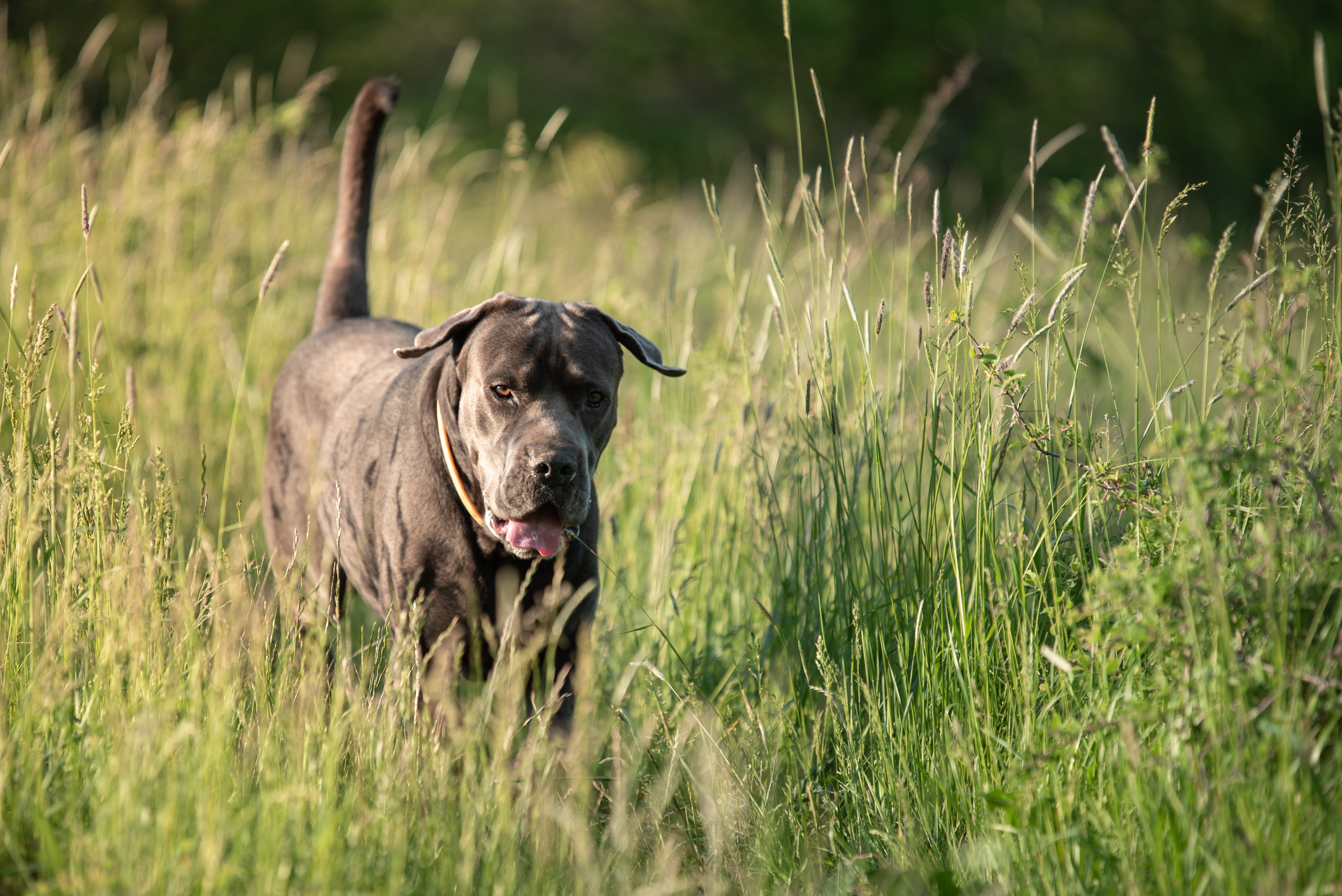 A dog pads through tall grass.