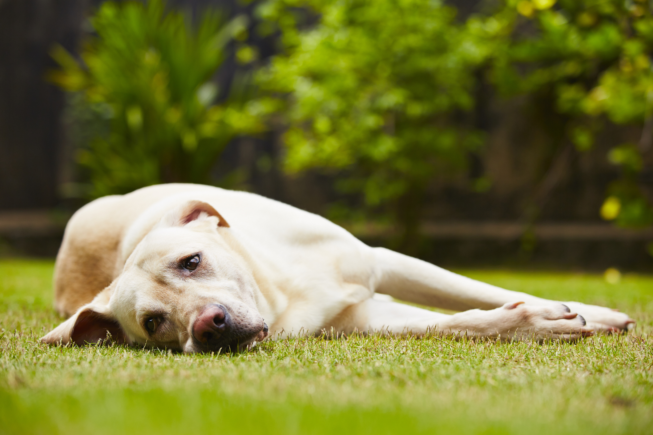 Labrador retriever is lying on the grass