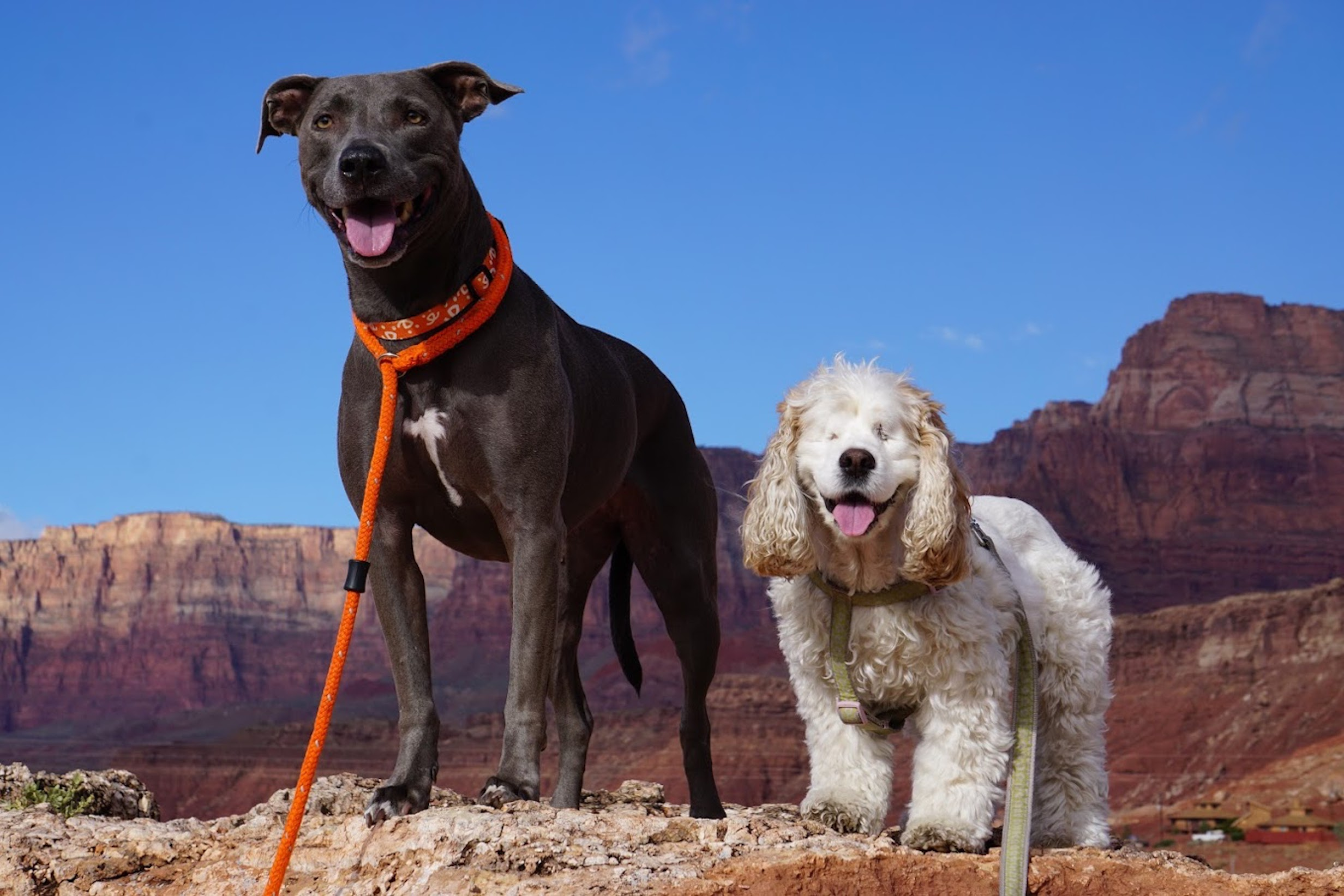 Blue Nose Lacy dog and a blind Cocker Spaniel standing on a mountain with the National Grand Canyon in the background with a vivid blue sky.