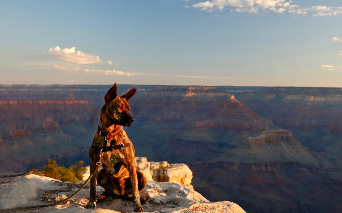 A dog surveys a vast canyon.