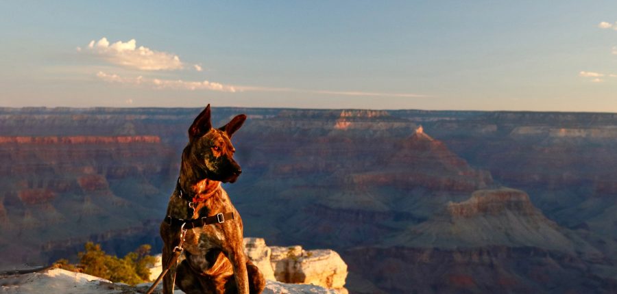 A dog surveys a vast canyon.