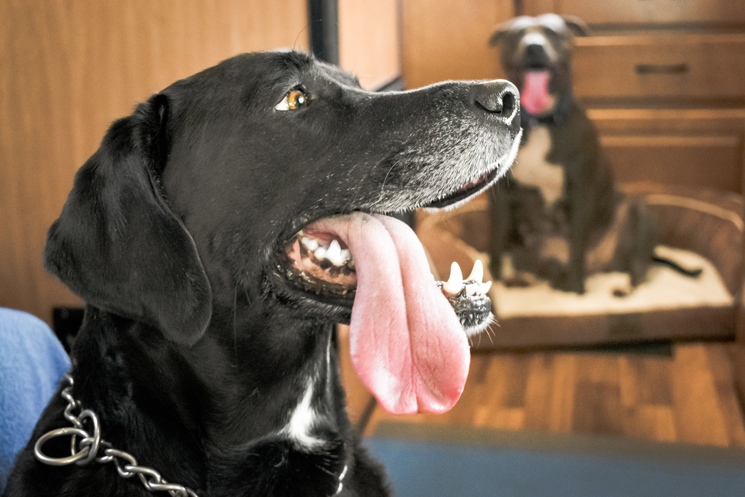 black lab with its tongue out and a pitbull in the background of a RV