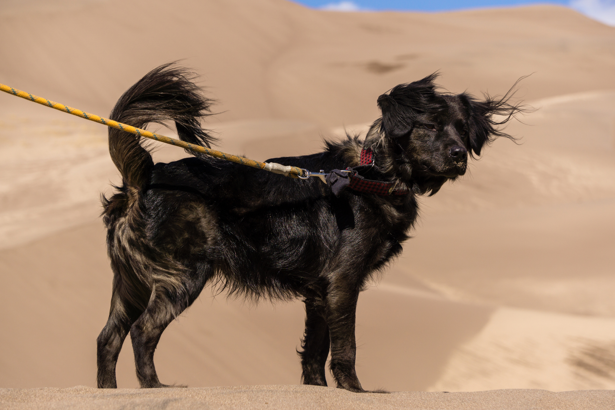 A dog traverses creamy sand dunes. 