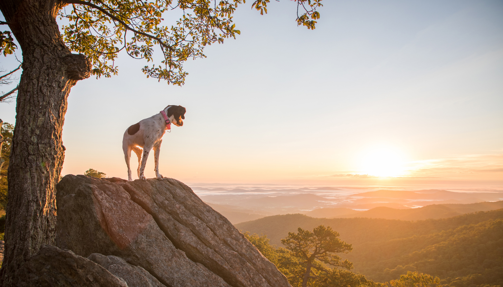 Dog standing on a rocky promontory watches the sunrise.