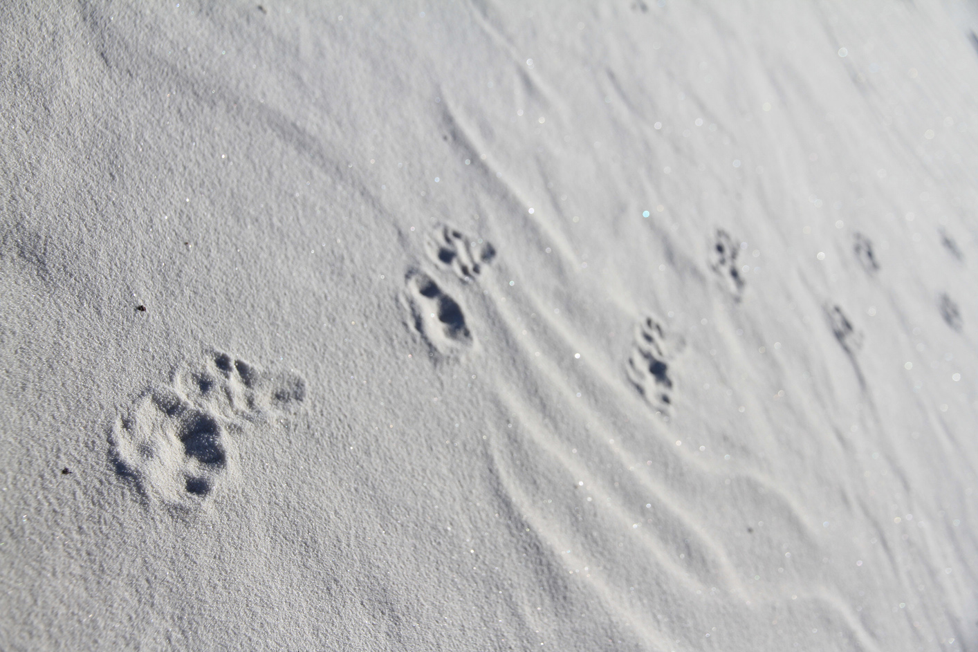 Dog footsteps on glittering white sands