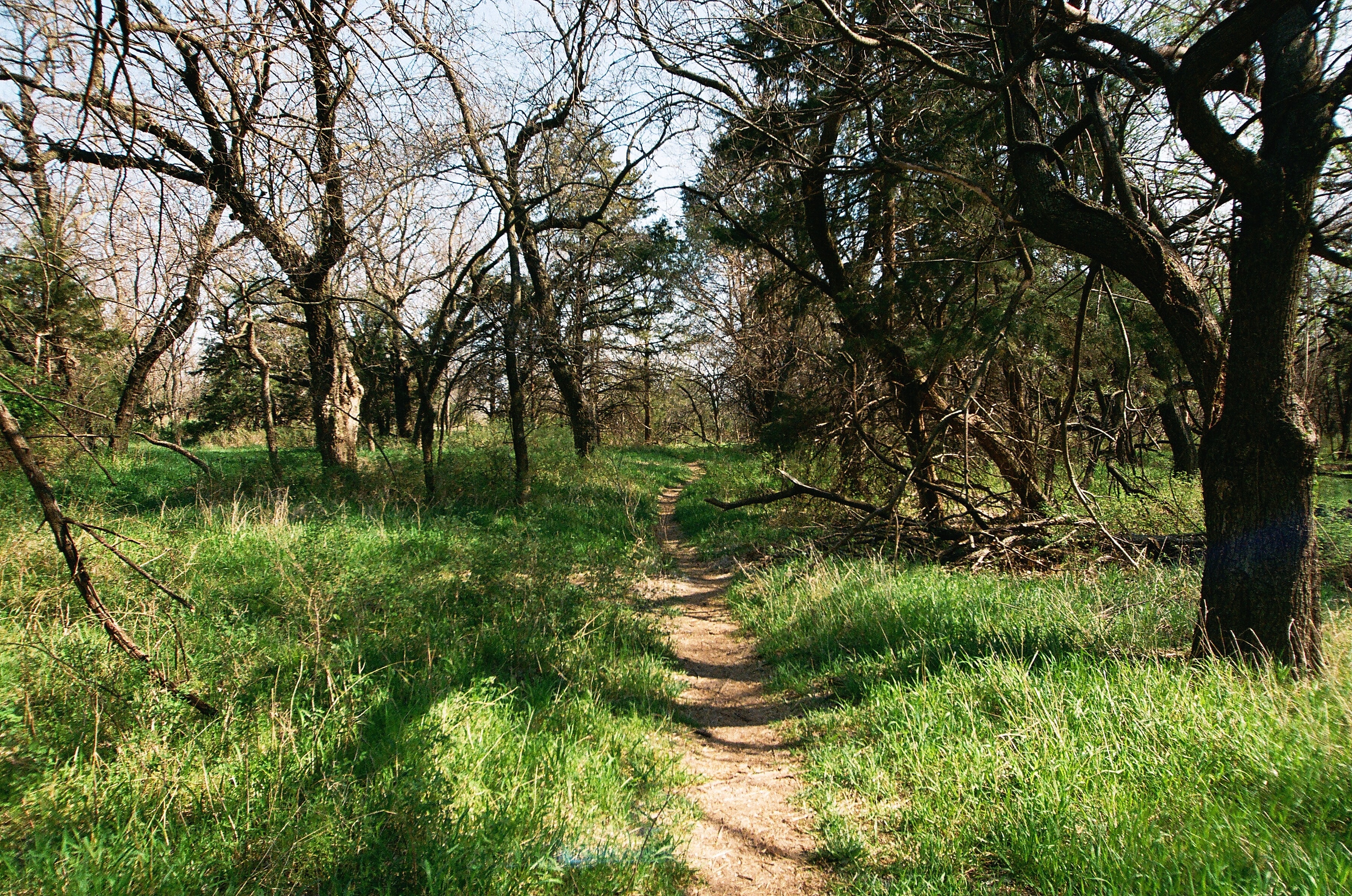 A trail winds in between tall, willowy trees in a grassland