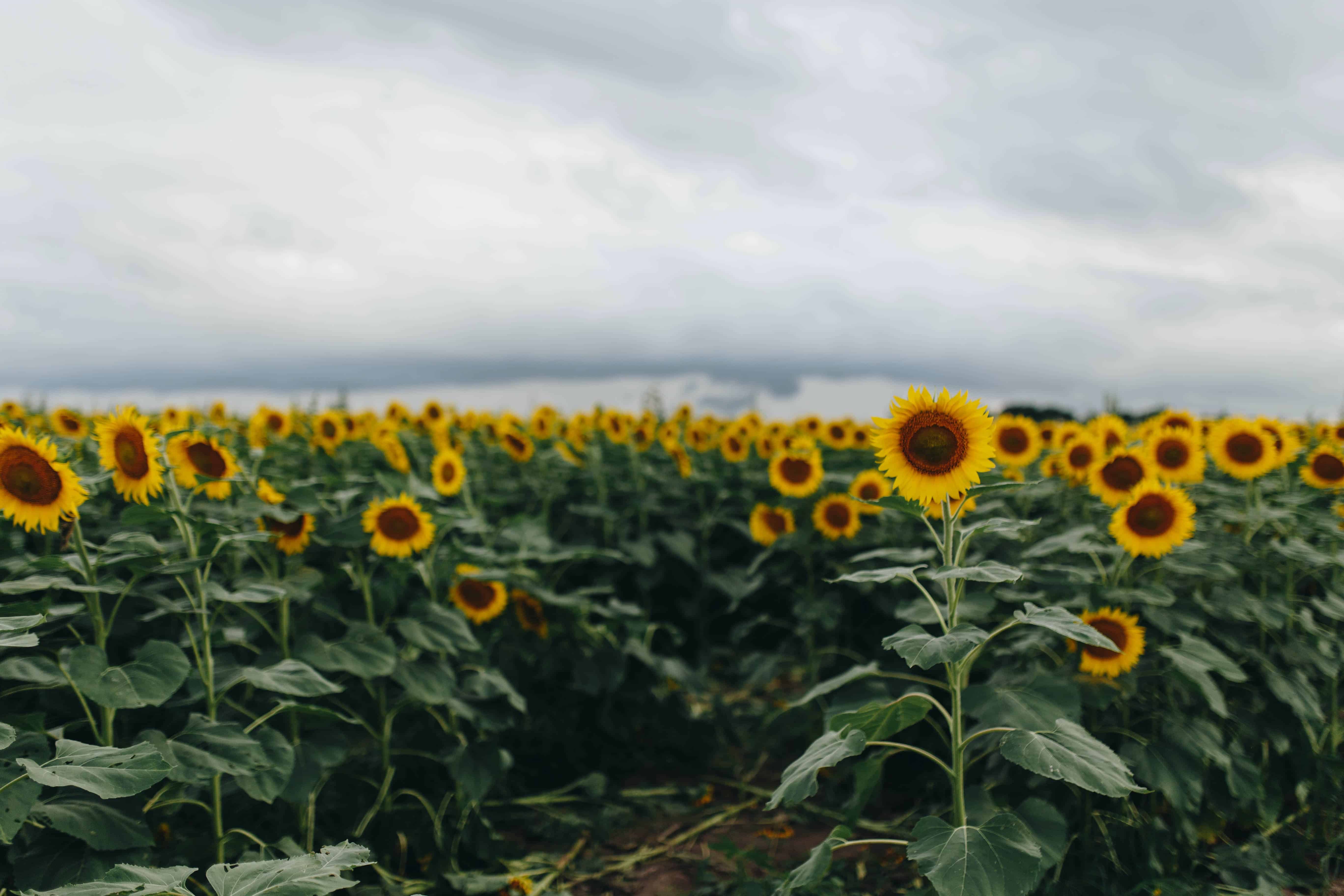 Field of sunflowers stretches toward the horizon.