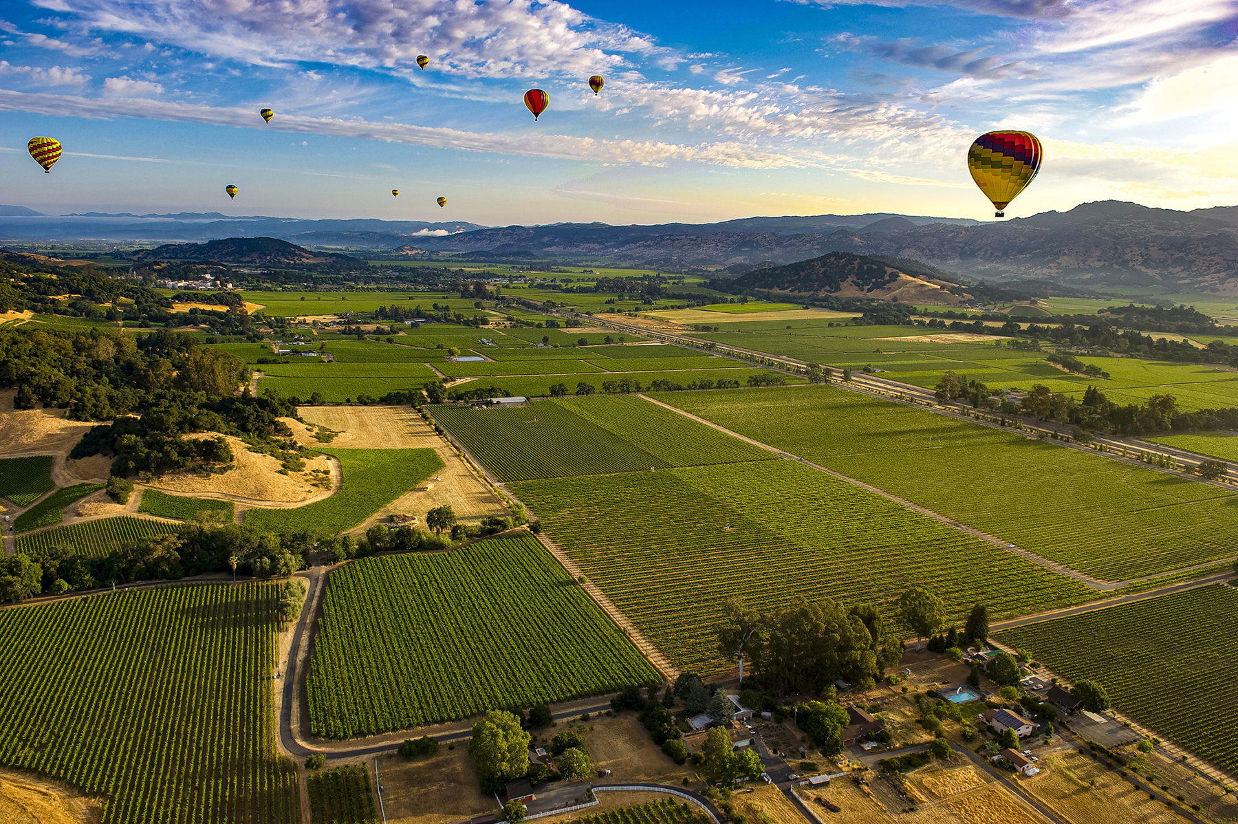 Colorful hot air balloons float over vineyards.