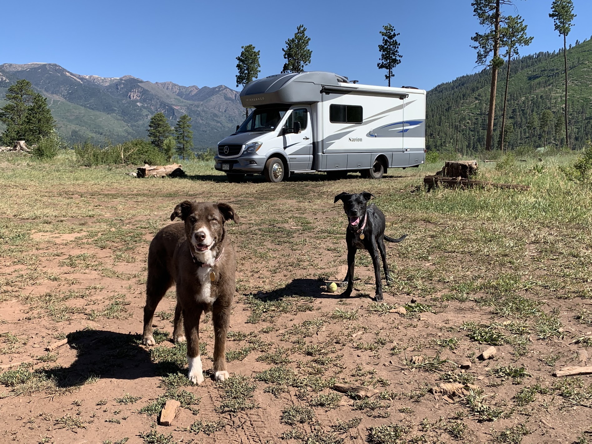 RV parked in a field with two dogs. 