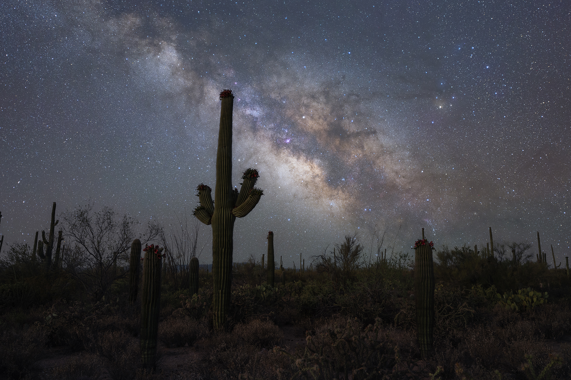 A saguaro cactus juts into a sky with thick bans of stars. 