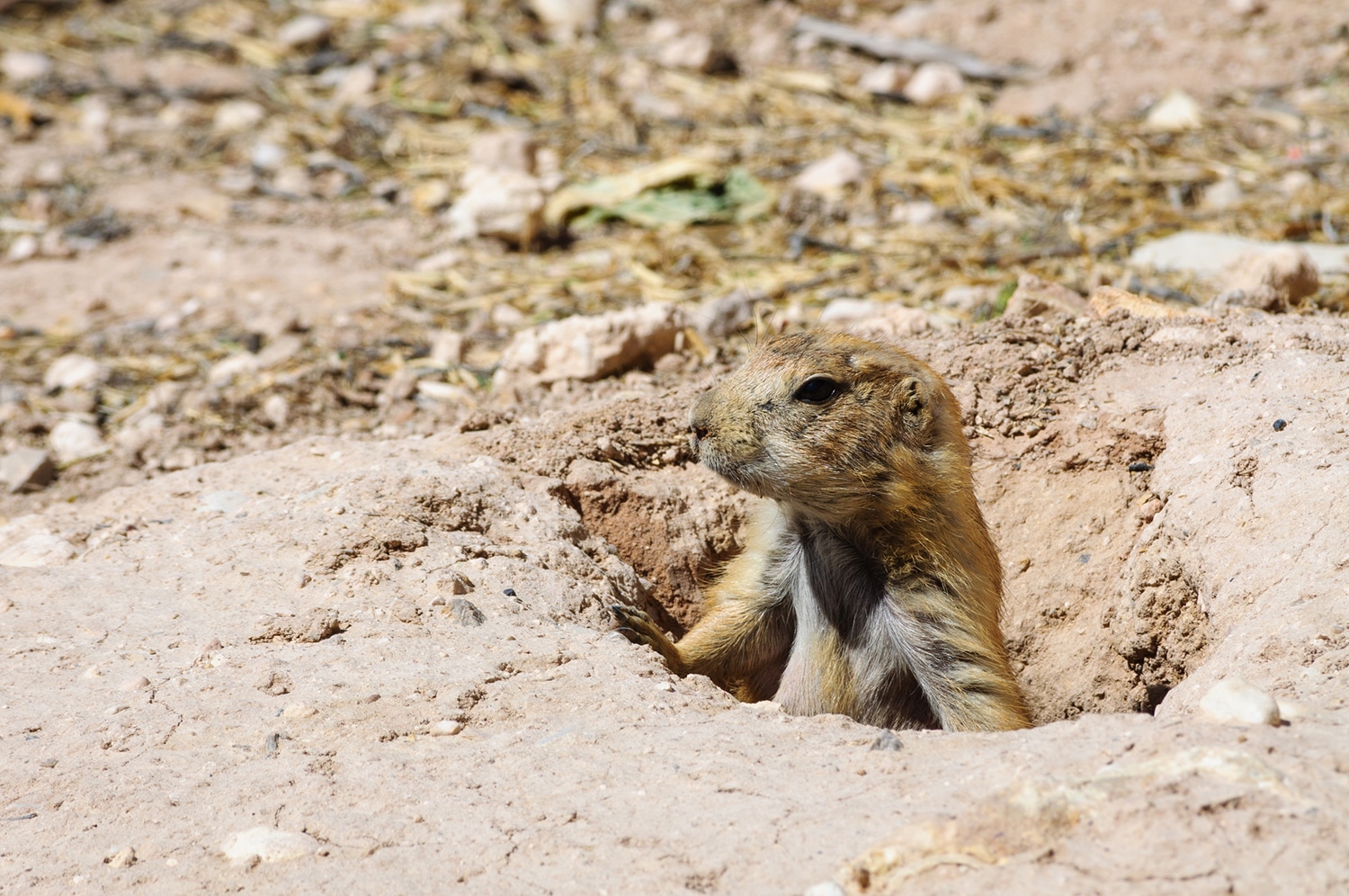 A prairie dog emerges from a hole to scope the surroundings.