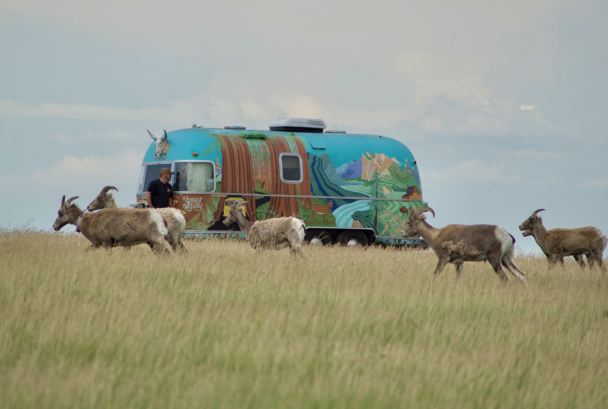 A herd of sheep walk past a colorfully painted airstream rv.