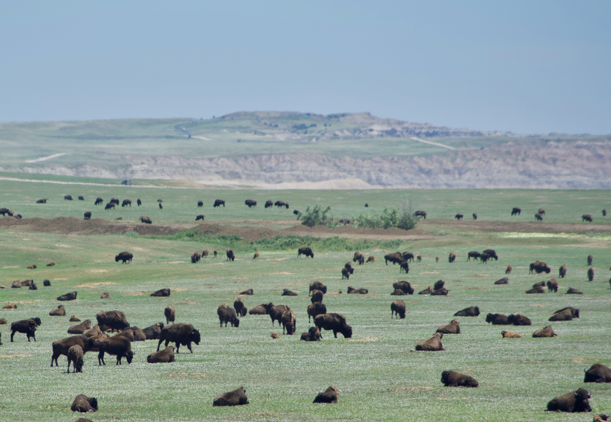 Hundreds of bison graze and relax on a sprawling grassland. 