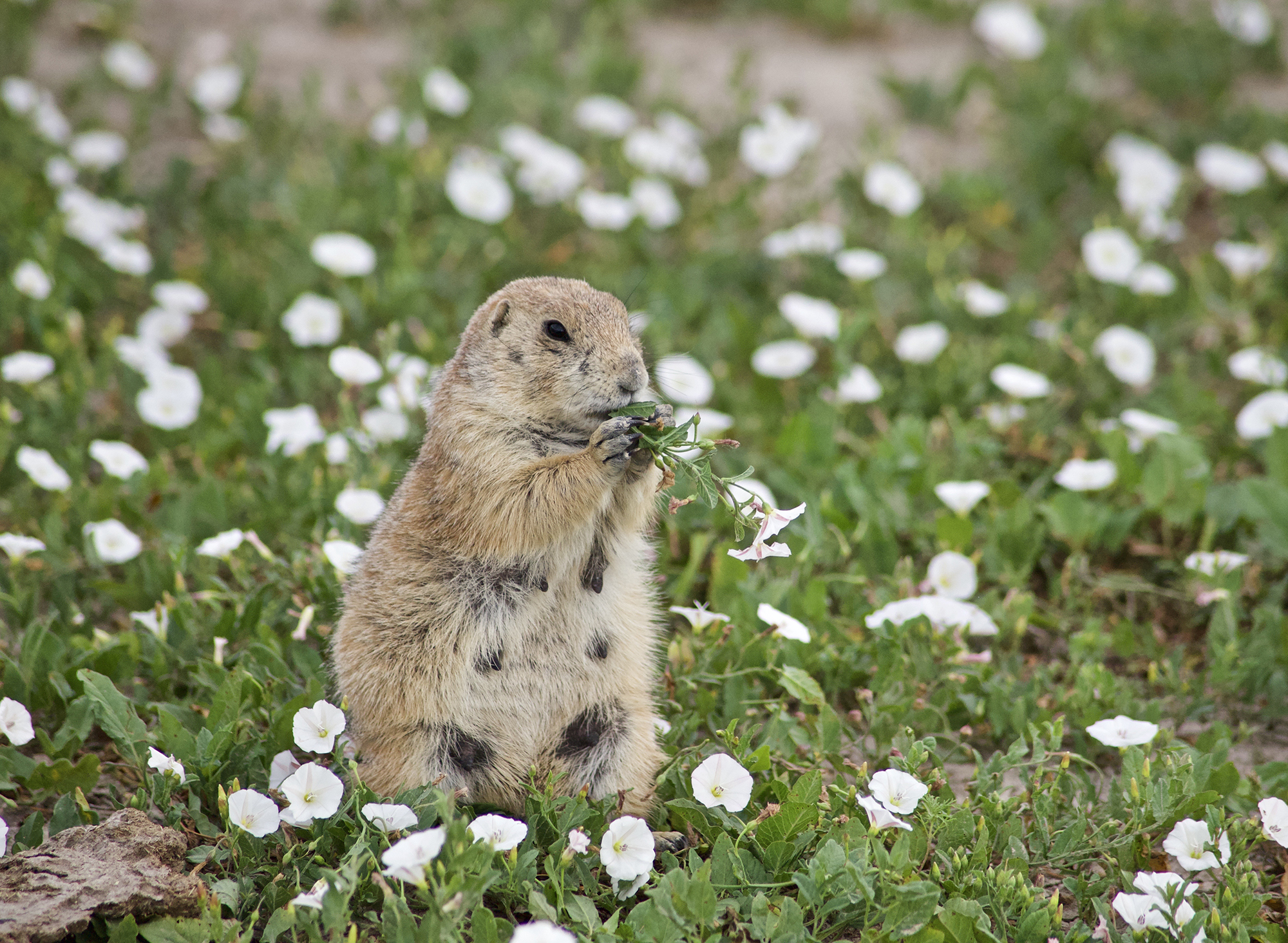 A lone prairie dog munches on flowers in a field of flowers. 