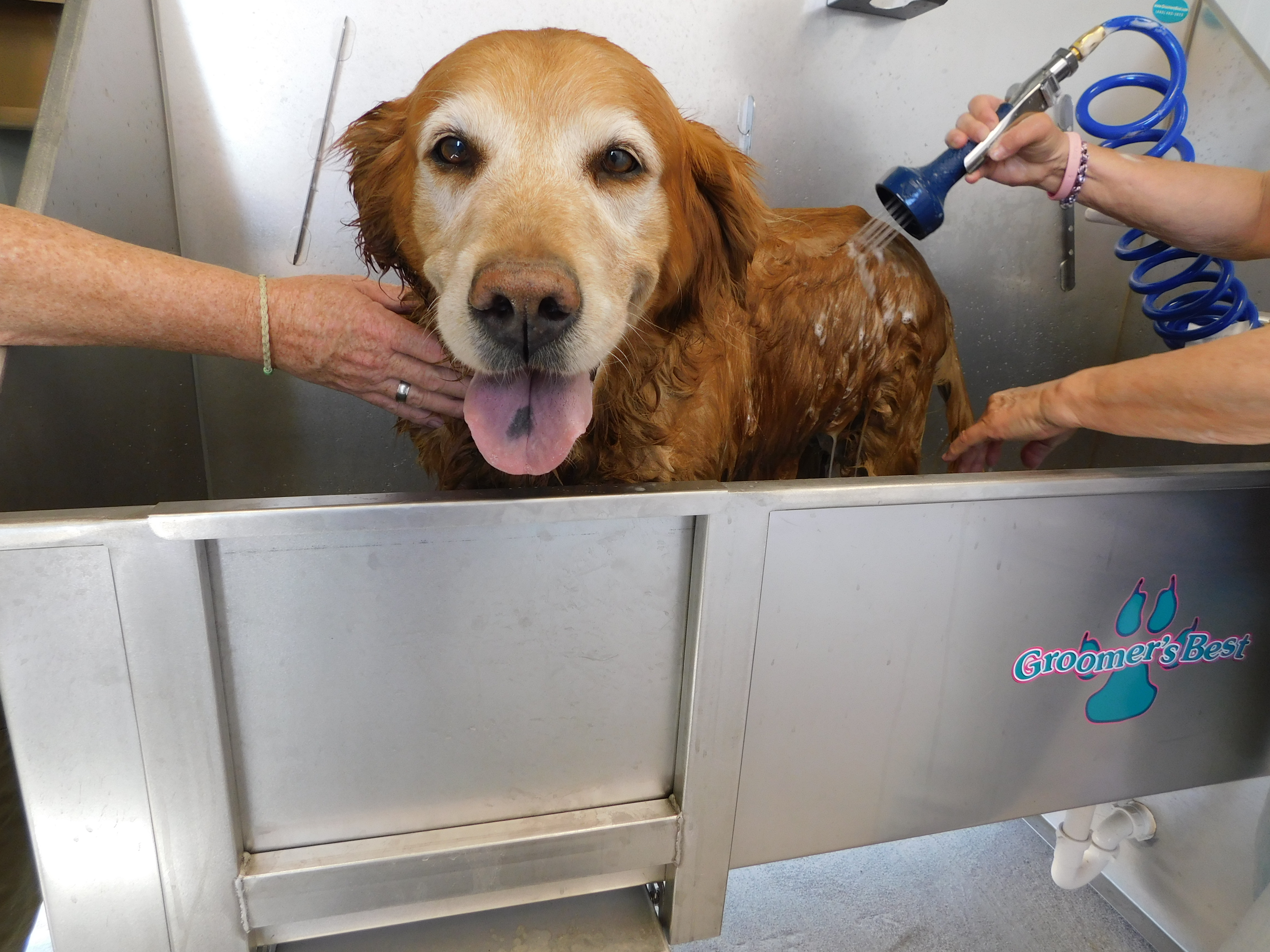 A dog in a stainless-steel tub getting sprayed and soaped.