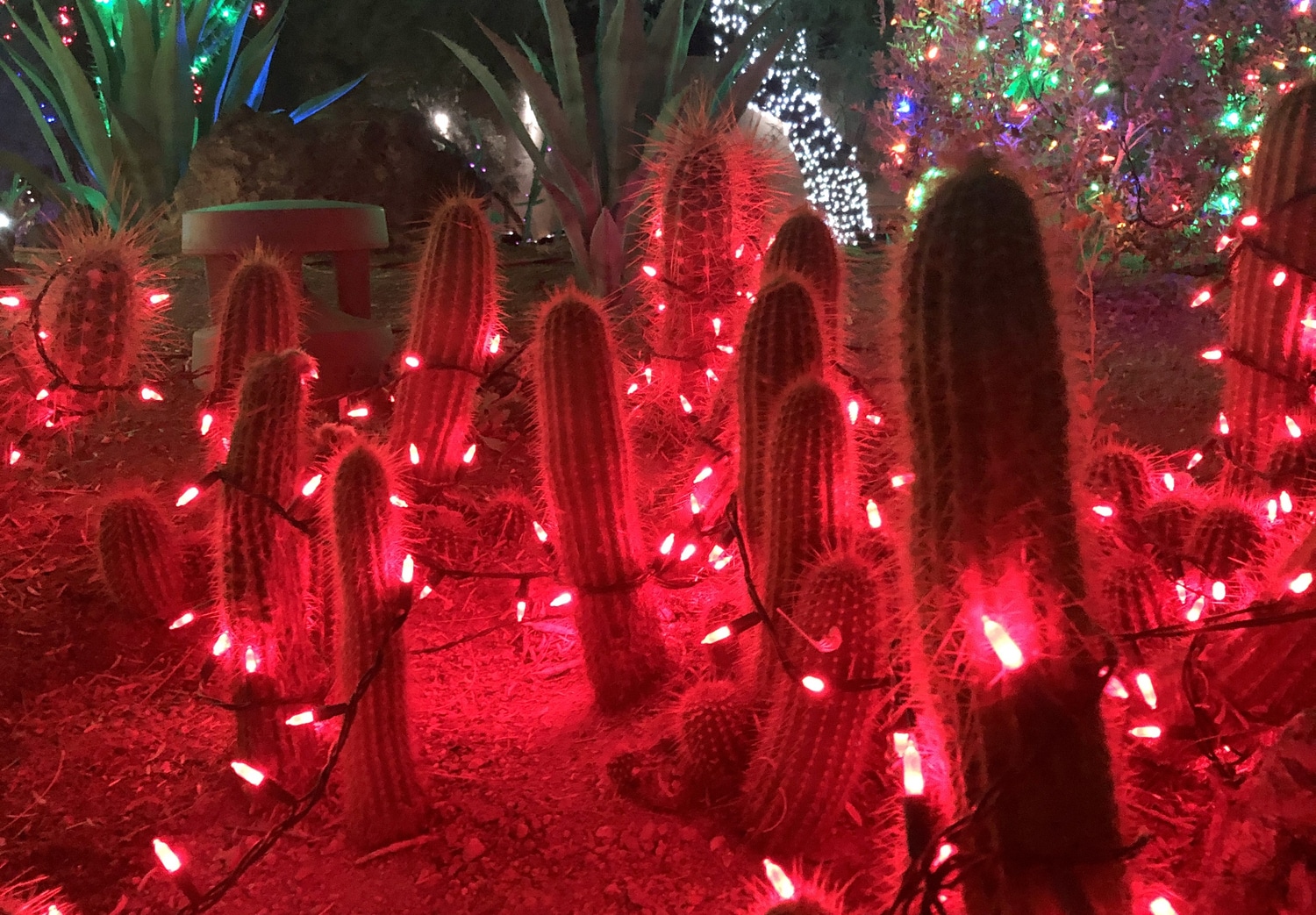 Holiday cacti basking in red glow.