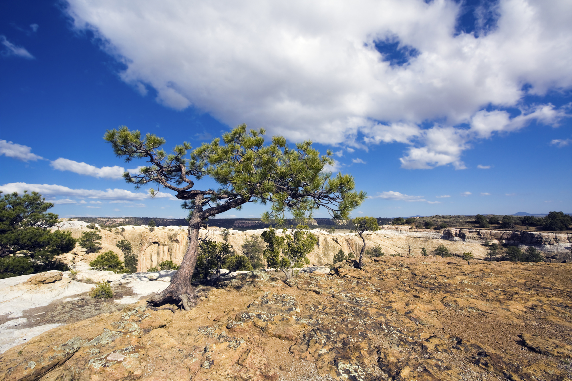 Lone tree against a blue sky on rocky landscape.