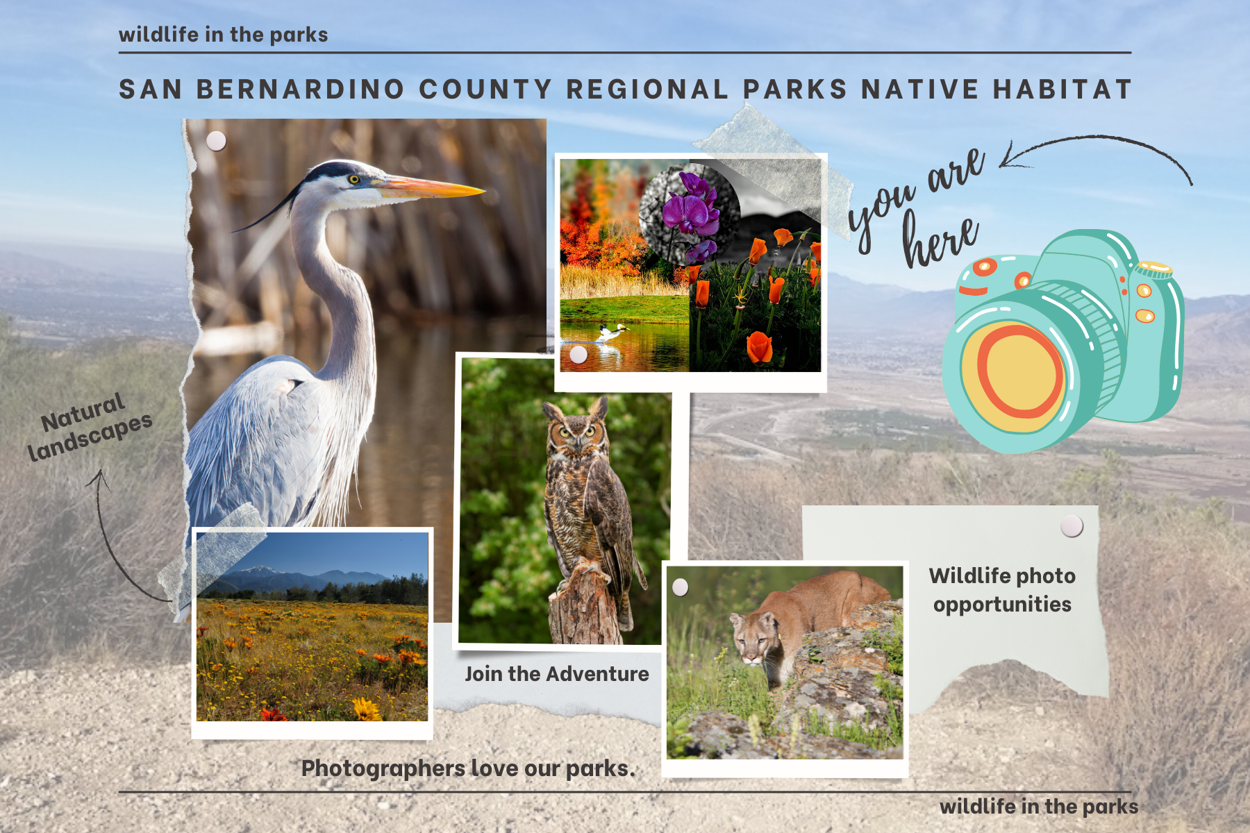 Collage of photos showing wildlife with callouts and a rugged desert background.