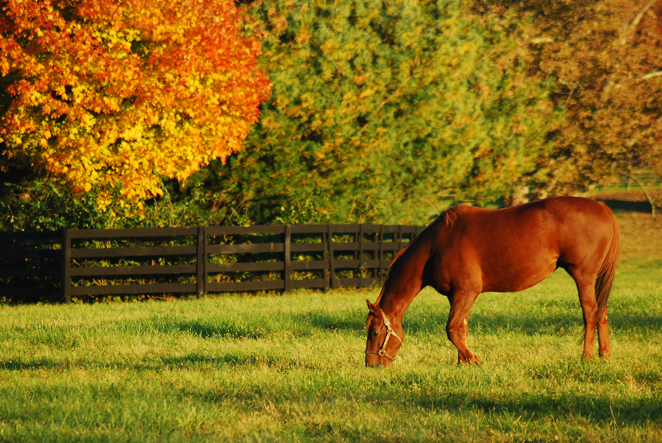 A horse grazes at a ranch in KKentucky;s horse country during autumn
