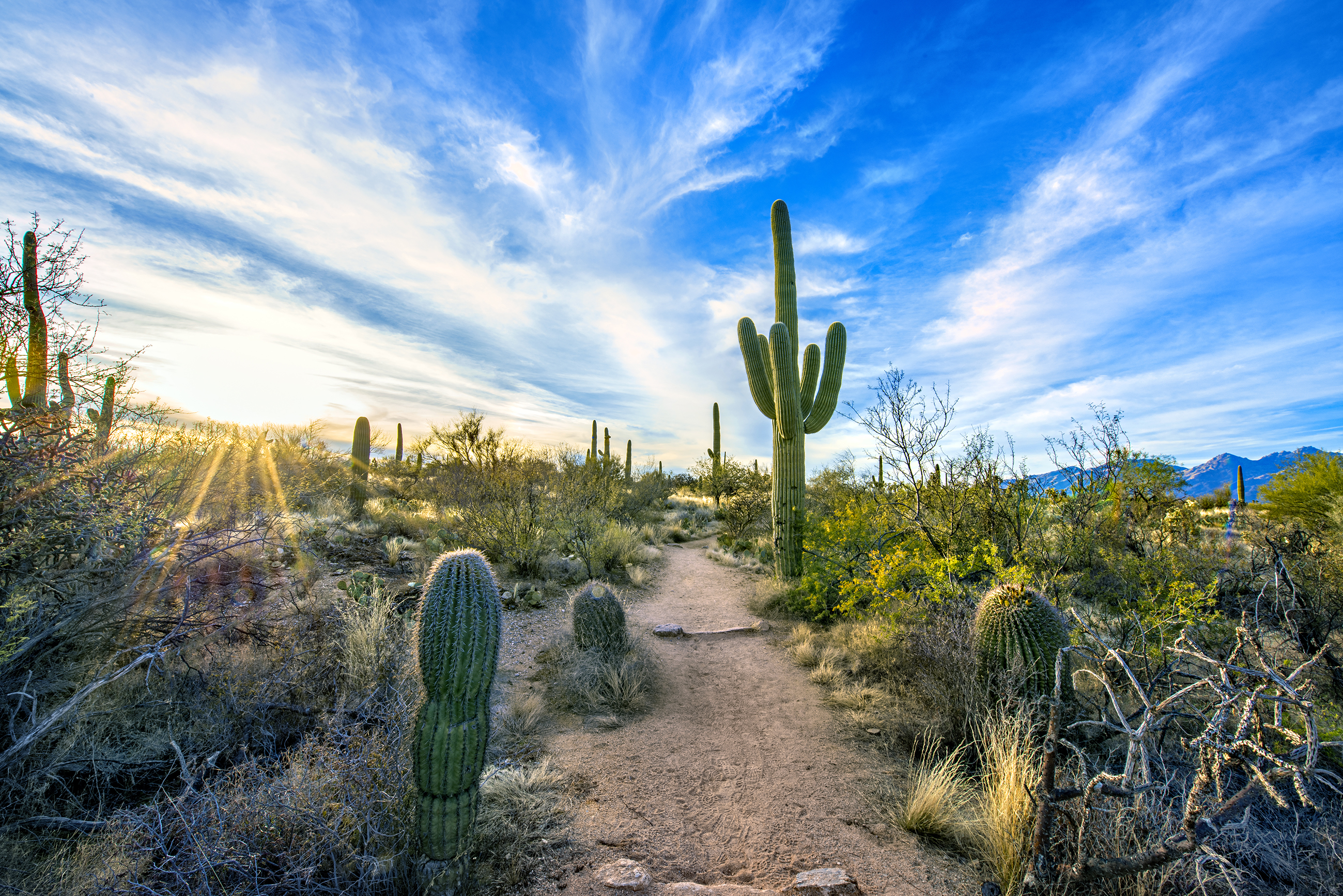 Saguaro cacti and trail