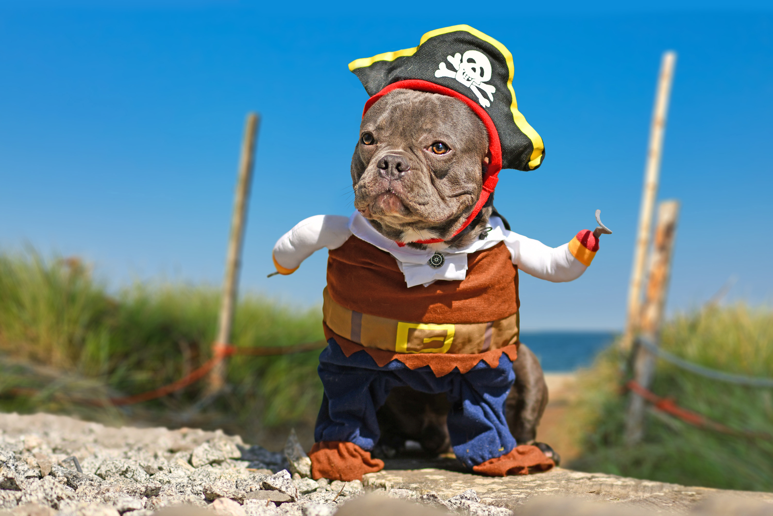 Dog dressed in pirate costume.