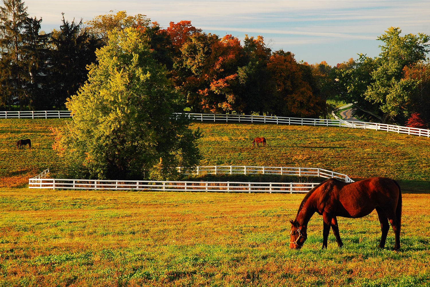 A lone horse grazes in an open field in autumn in Kentucky's Bluegrass region