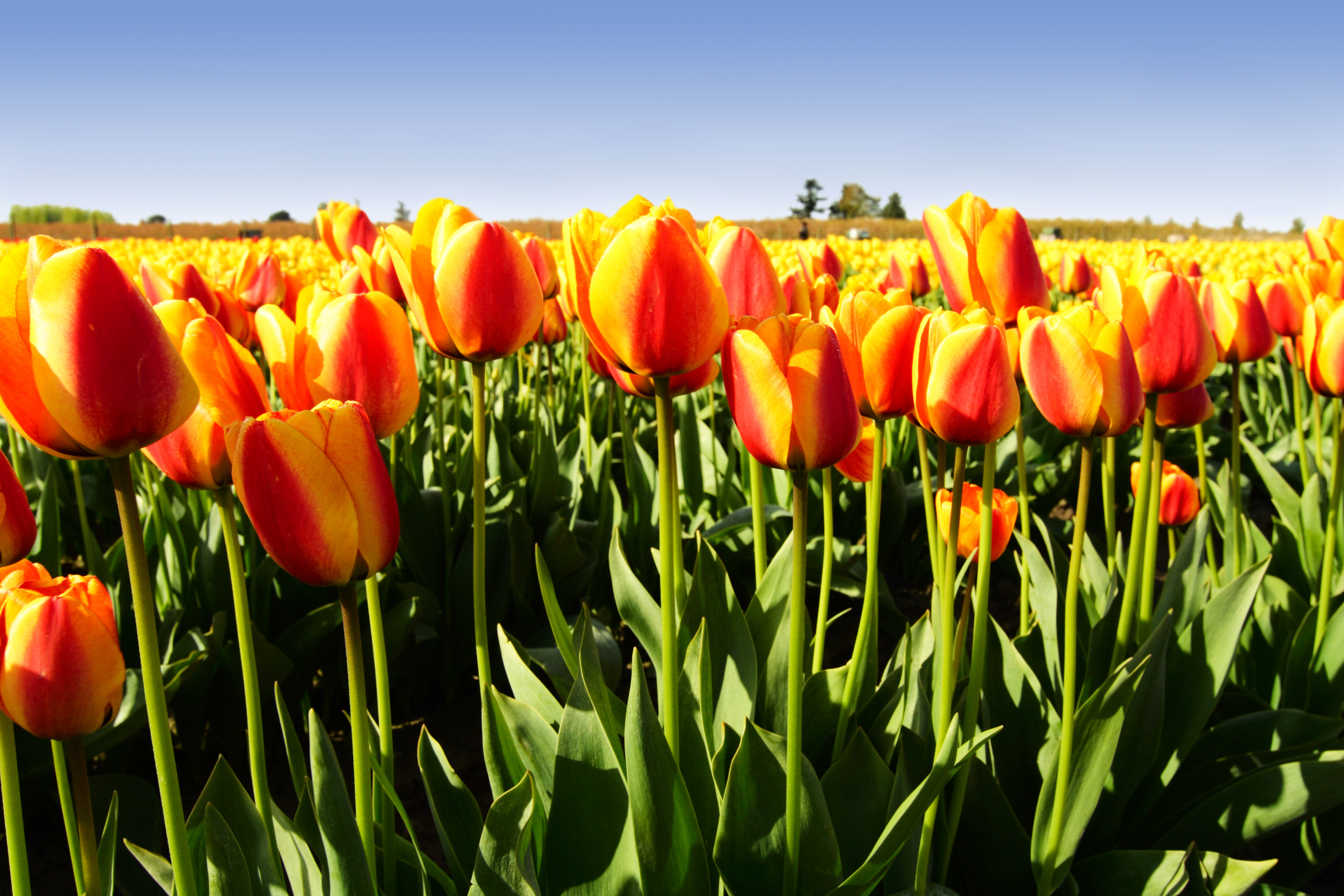 A field of beautiful bright orange tulips