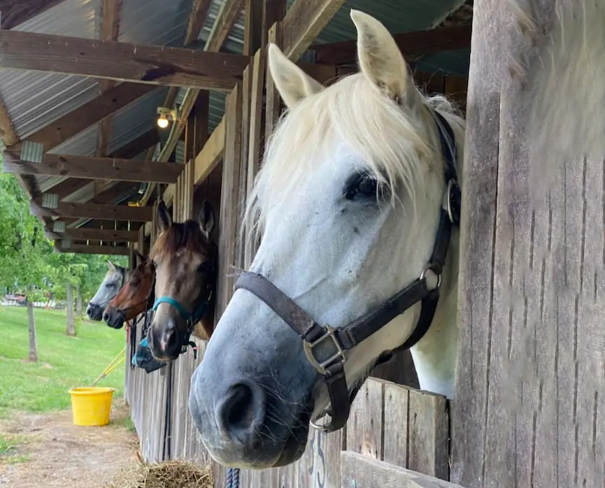 Horses in stalls relasxing.