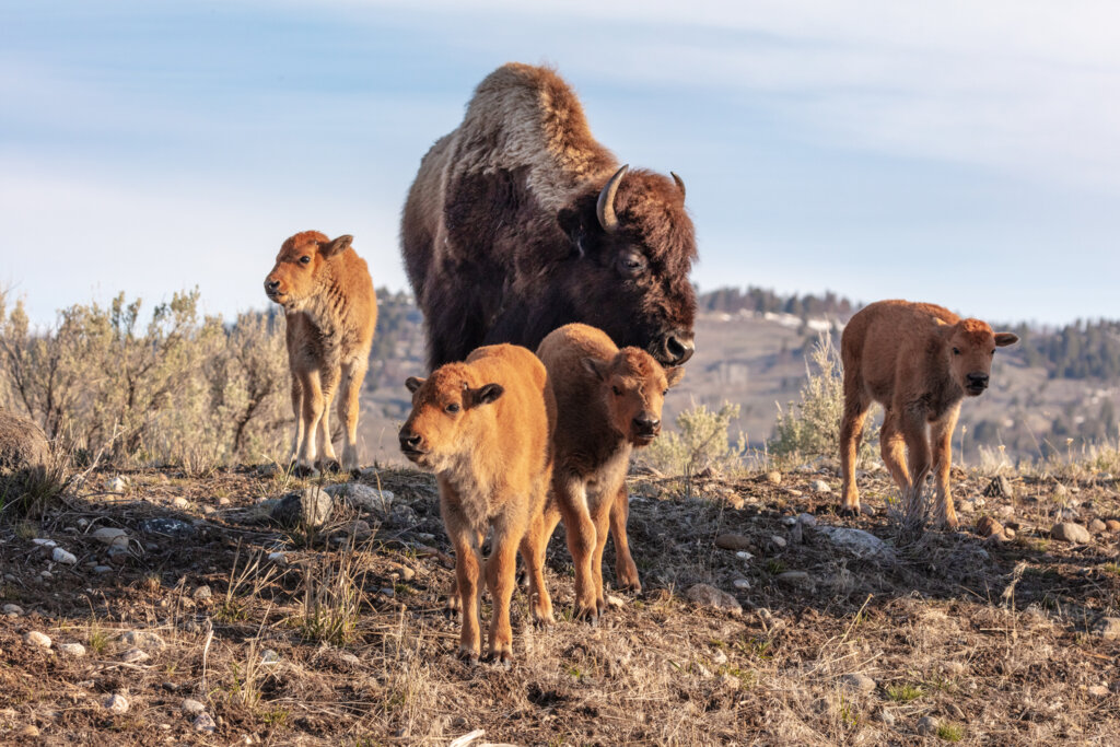 A buffalo mother walks with three calves.