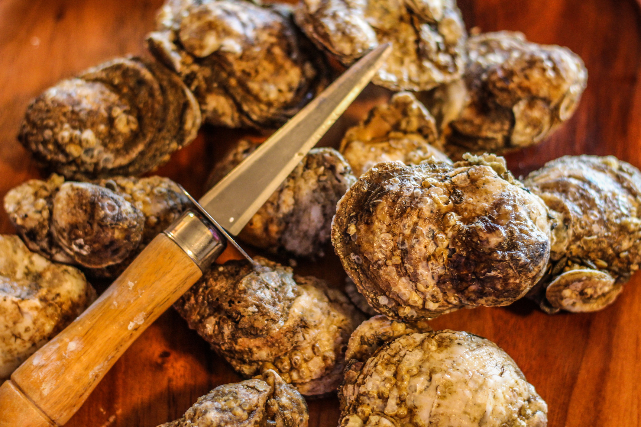 A plate of oysters with knife.